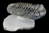 Drotops Trilobite - Large Specimen! #76408-1